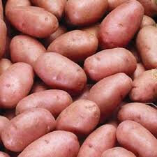 Pommes de terre nouvelle rosabelle