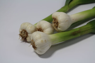 Ail frais