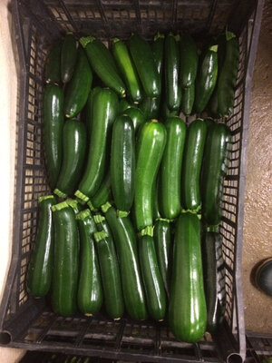 Courgettes vertes longues