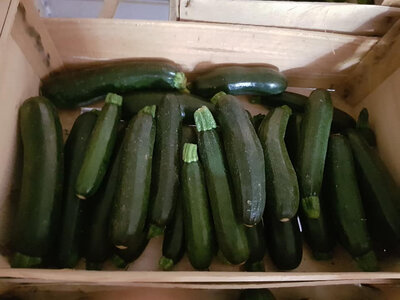 Courgettte verte longue