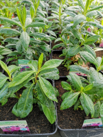 Phlox rose en pot de 3l