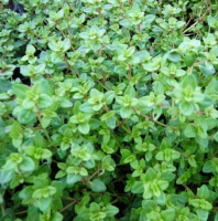 Thym citronné en pot