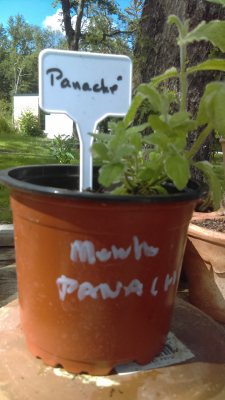 Menthe panaché en pot de 12 cm