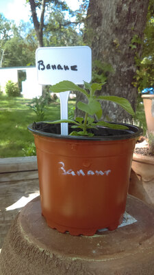 Menthe banane en pot de 12 cm