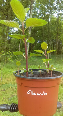 Menthe glaciale en pot de 12 cm