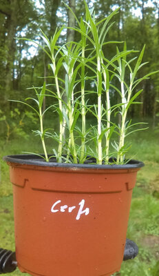 Menthe des cerfs en pot de 12 cm