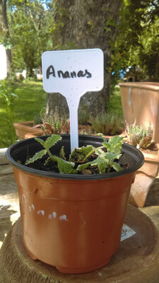 Menthe ananas en pot de 12 cm