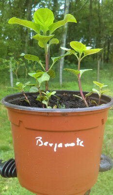 Menthe bergamote en pot de 12 cm