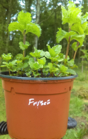 Menthe crépue ou frisée pot 12 cm
