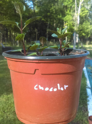 Menthe chocolat en pot de 12 cm