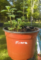 Menthe fraise en pot de 12 cm