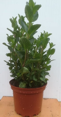 Menthe verte en pot de 17 cm