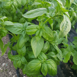 Basilic