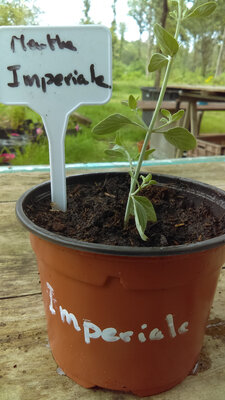 Menthe imperiale en pot de 10,5 cm