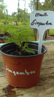Menthe gingembre en pot de 12 cm