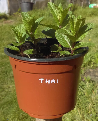 Menthe thaï en pot de 12 cm