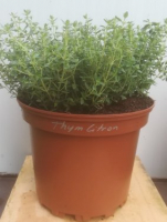 Thym citron en pot de 17 cm