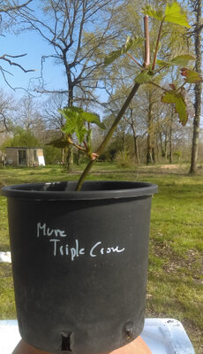 Mure sans epines triple crown