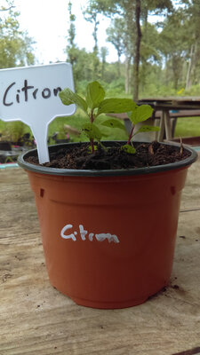 Menthe citron en pot de 12 cm