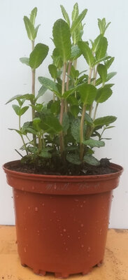 Menthe poivrée en pot de 17 cm