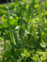 Petits pois frais à écosser