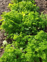 Persil frisé en botte