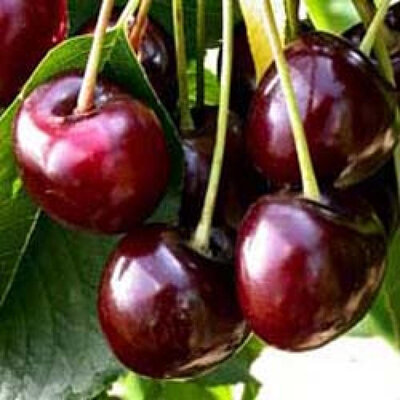 Compotée de cerise au piment d'espelette