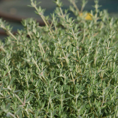 Thym issu du potager bio de servigny
