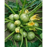 Courgettte ronde verte