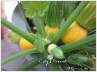 Courgette ronde jaune