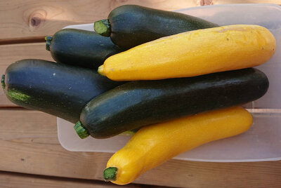 Courgette longue verte