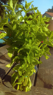 Bouquet de menthe 10 brins