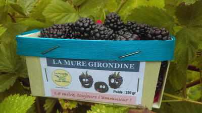 Mûres barquette de 250 gr
