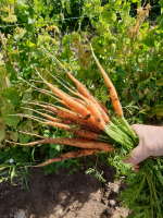 Carottes nouvelles