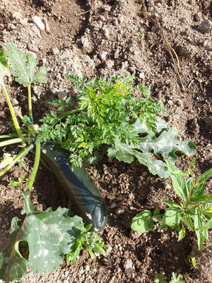 Courgettes