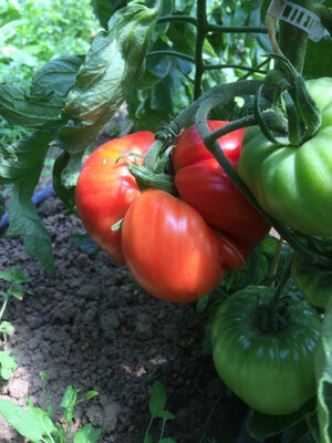 Tomate coeur de boeuf