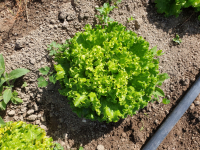 Salade batavia verte