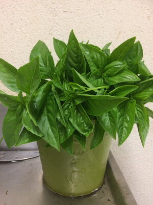 Basilic genovese