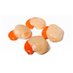 Noix de st jacques decoquillees