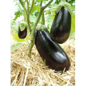 Aubergine