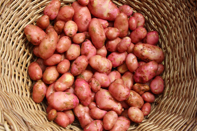 Pomme de terre petit calibre