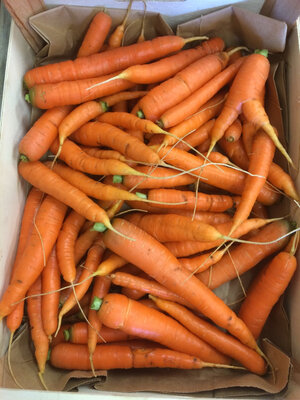 Carottes fraîches
