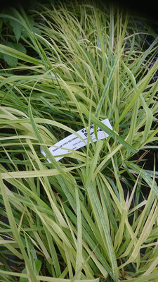 Panique feuillage pourpre