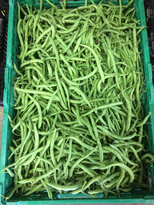 Haricots verts