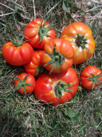 Tomates:  paoline maestria belamor etc ...