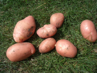 Pomme de terre peau rose 'manitou'