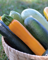 Courgettes bio -longues et/ou rondes