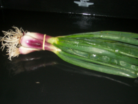 Oignon rouge doux frais