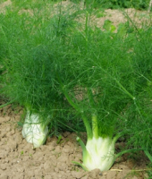 Fenouil