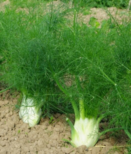 Fenouil